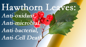 Manahawkin Chiropractic Center shares new research regarding the flavonoids of the hawthorn tree leaves’ extract that are antioxidant, antibacterial, antimicrobial and anti-cell death. 