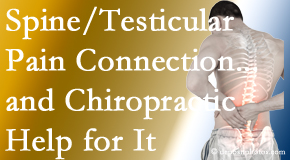 Manahawkin Chiropractic Center explains recent research on the connection of testicular pain to the spine and how chiropractic care helps its relief.