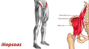Manahawkin Back Pain and Iliopsoas Muscle Link