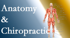 Manahawkin Chiropractic Center confidently delivers chiropractic care based on knowledge of anatomy to diagnose and treat spine related pain.