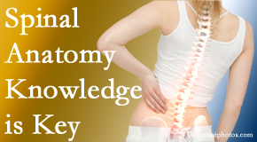 Manahawkin Chiropractic Center knows spinal anatomy well – a benefit to everyday chiropractic practice!