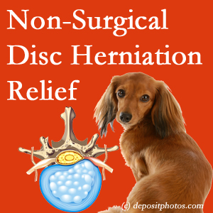 Often, the Manahawkin disc herniation treatment at Manahawkin Chiropractic Center successfully reduces back pain for those with disc herniation. (Veterinarians treat dachshunds’ discs conservatively, too!) 