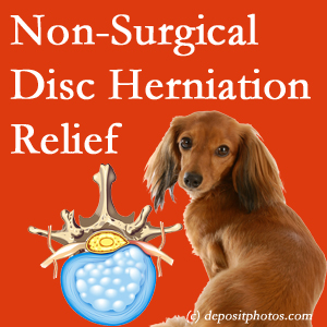 Often, the Manahawkin disc herniation treatment at Manahawkin Chiropractic Center successfully reduces back pain for those with disc herniation. (Veterinarians treat dachshunds’ discs conservatively, too!)