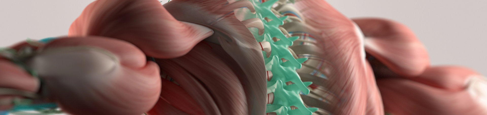 Manahawkin thoracic spine