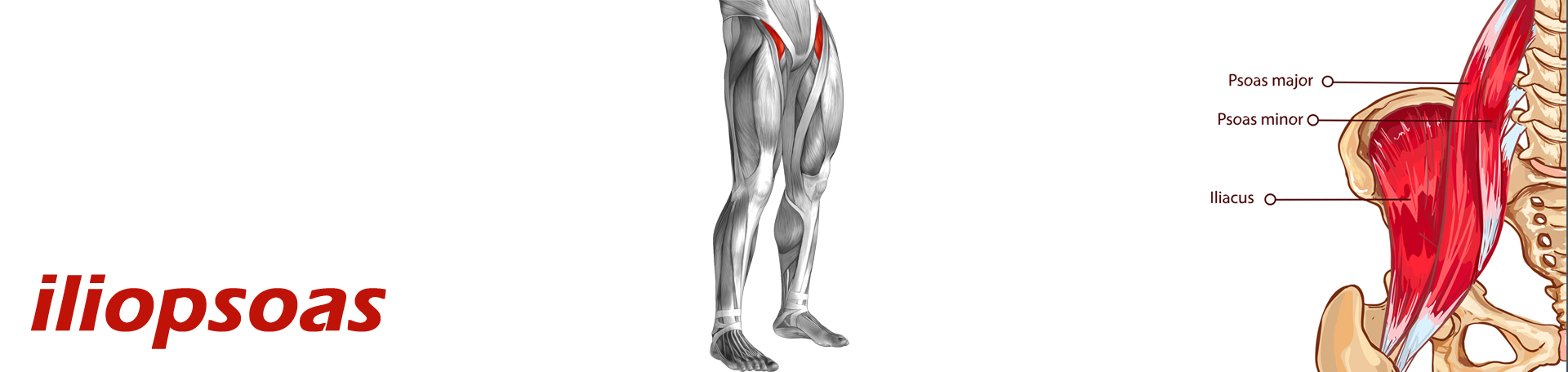 Manahawkin Back Pain and Iliopsoas Muscle Link
