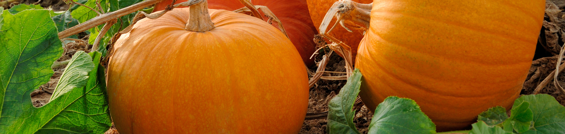 Manahawkin Pumpkin Leaves’ help for disc degeneration