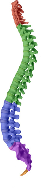 Manahawkin Chiropractic Center aims to help maintain or attain a healthy spine with healthy discs with Manahawkin chiropractic care.